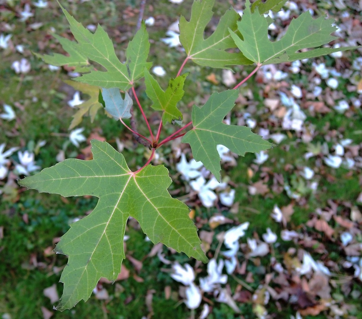 Image of Acer saccharinum specimen.