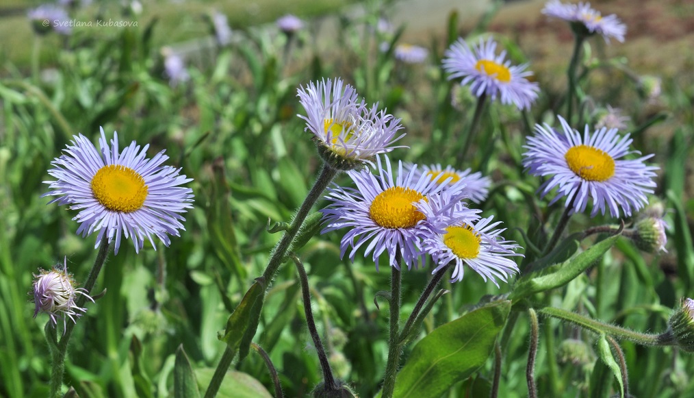 Image of genus Erigeron specimen.