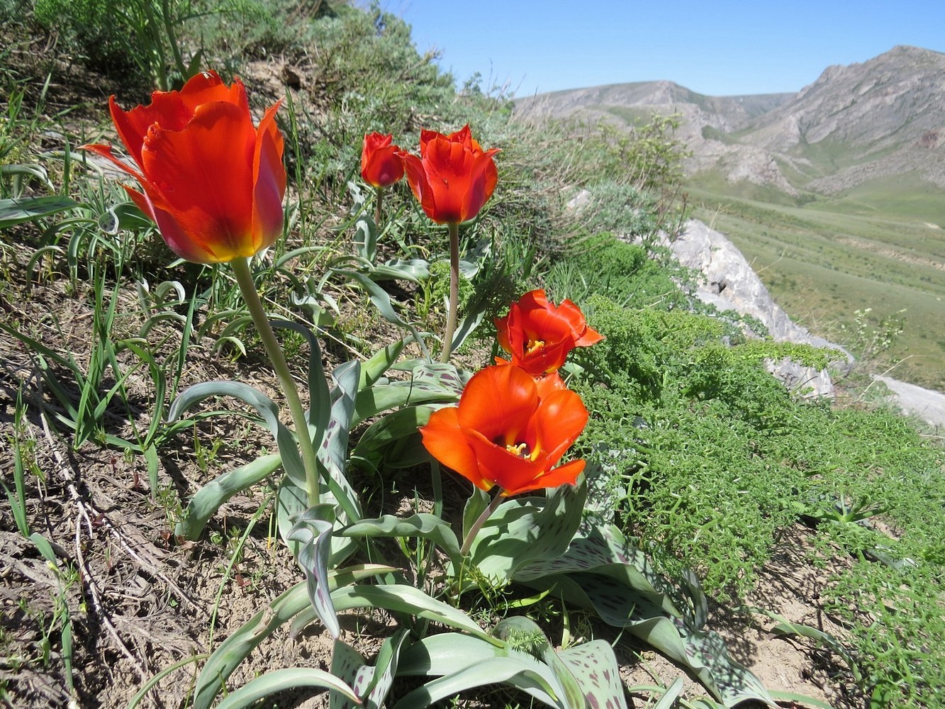Тюльпаны Грейга Кыргызстана