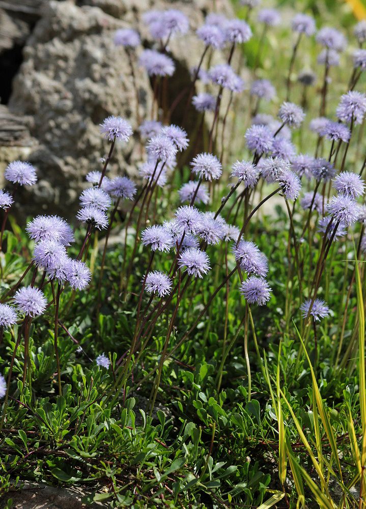 Image of genus Globularia specimen.