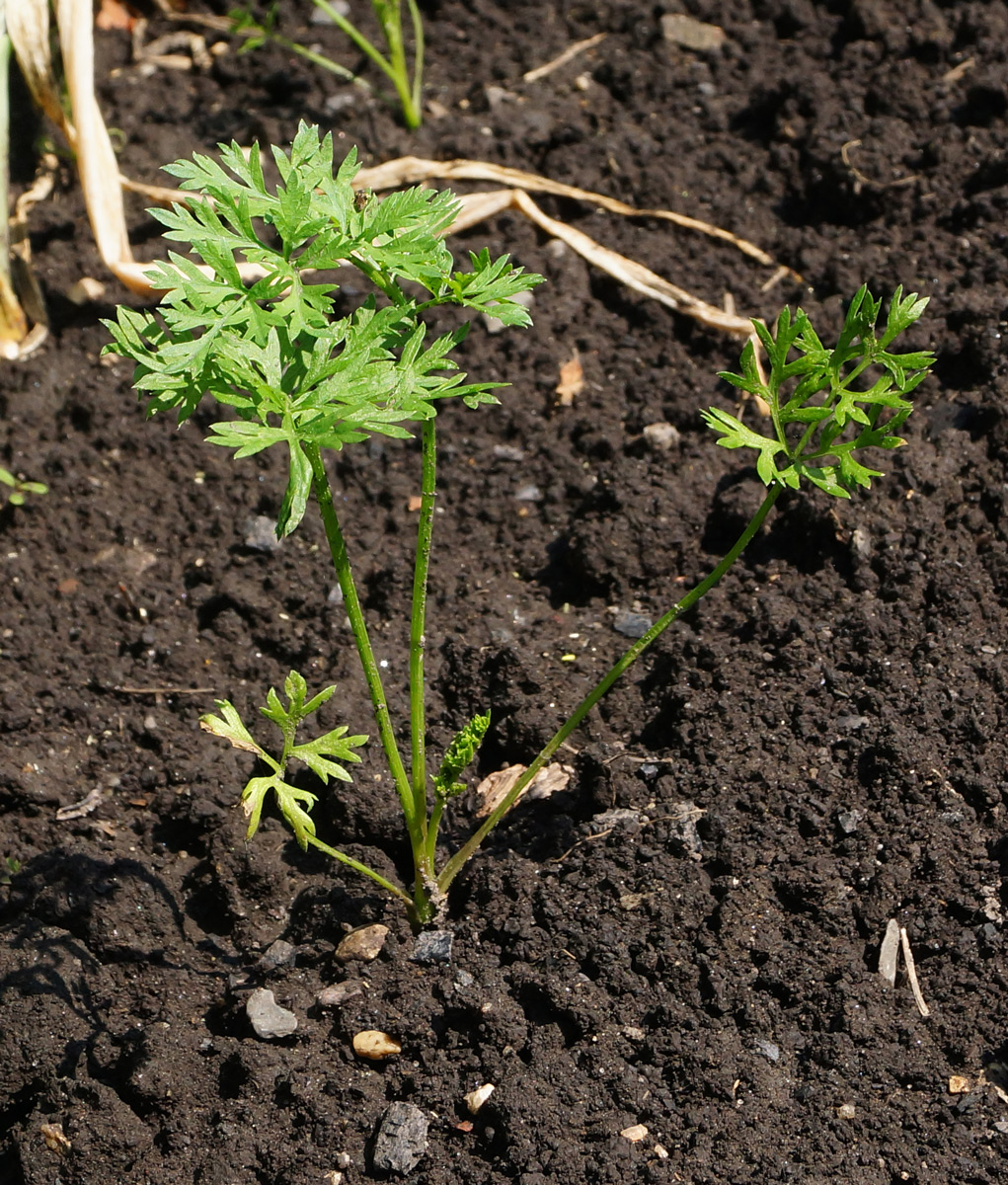 Image of Daucus sativus specimen.