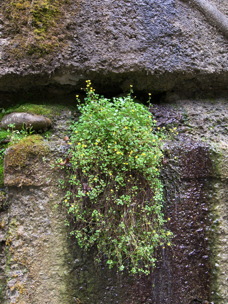 Image of Saxifraga cymbalaria specimen.