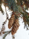 Picea glauca. Верхушка побега с шишками. Марий Эл, г. Йошкар-Ола, Центральный парк, в озеленении. 18.01.2017.