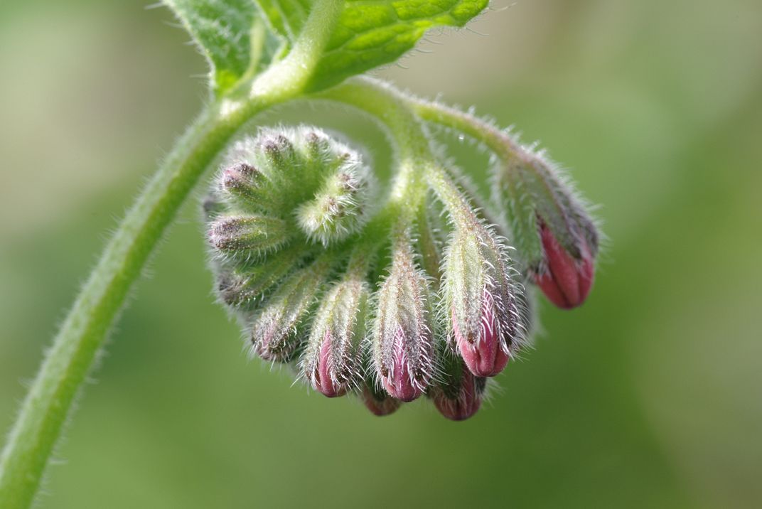 Image of Symphytum caucasicum specimen.