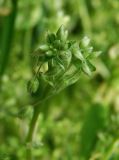 Cerastium holosteoides