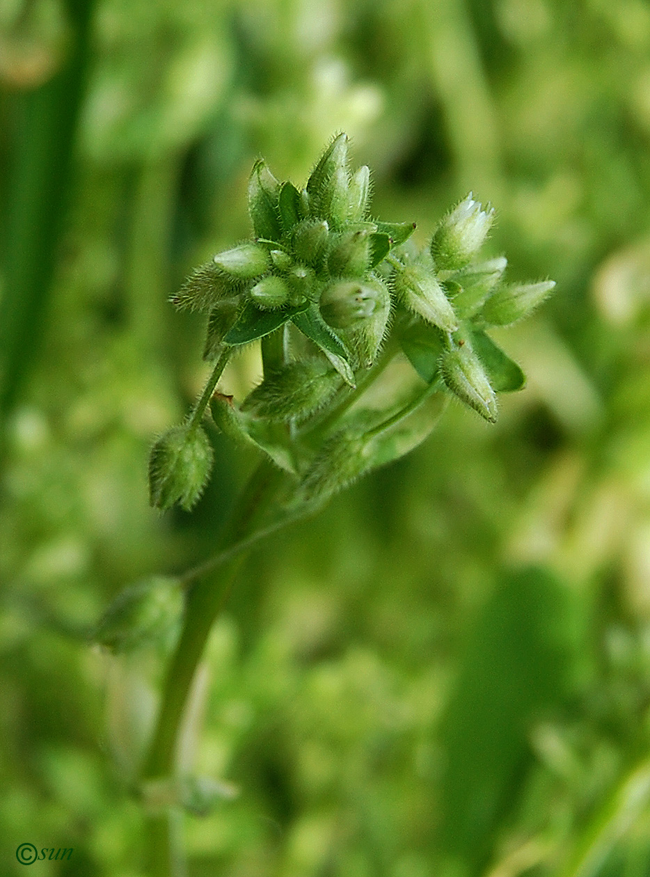 Image of Cerastium holosteoides specimen.