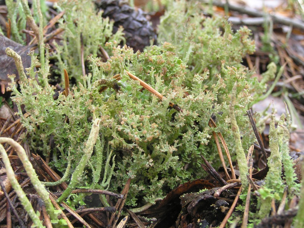 Изображение особи род Cladonia.