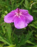 Geranium soboliferum. Цветок. Приморский край, г. Владивосток, Ботанический сад-институт ДВО РАН. 08.07.2016.