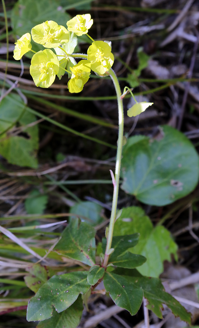 Image of Euphorbia amygdaloides specimen.