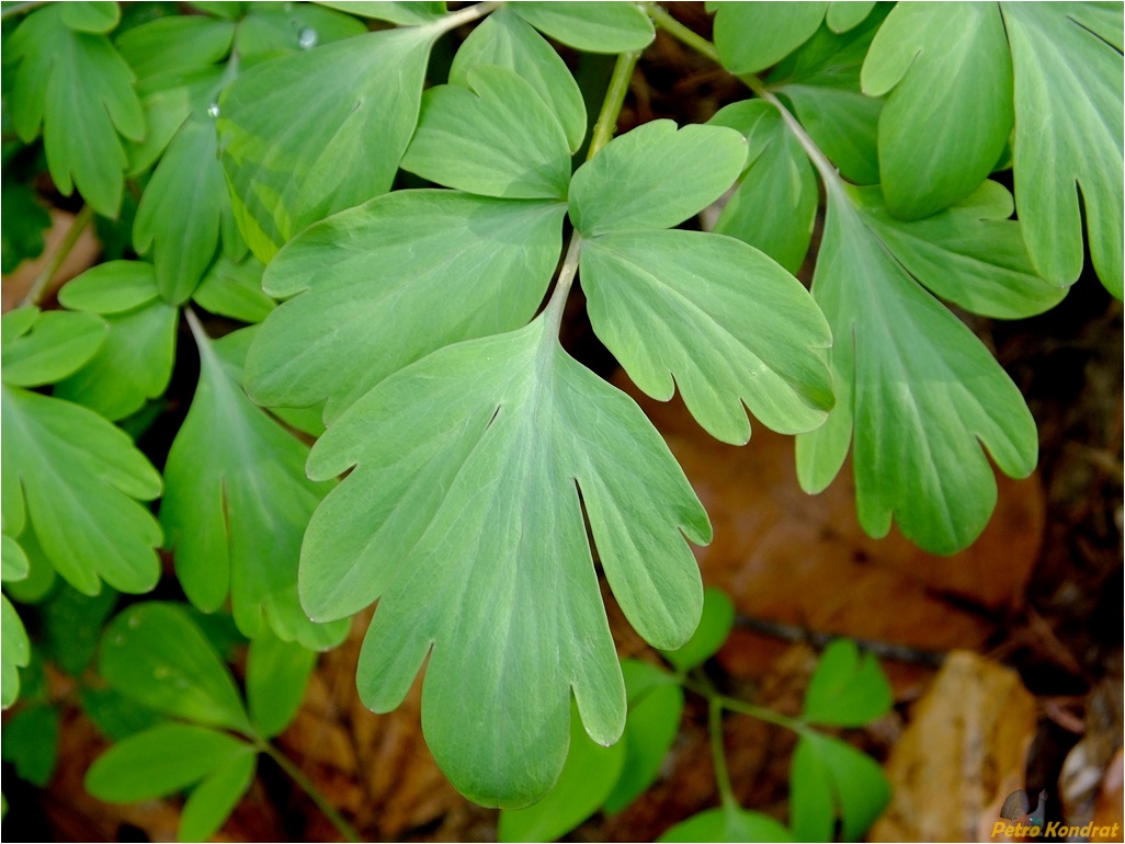 Image of Corydalis cava specimen.