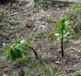 Fritillaria imperialis. Молодые побеги. Московская обл., Раменский р-н, окр. дер. Хрипань, садовый участок. 15.04.2017.