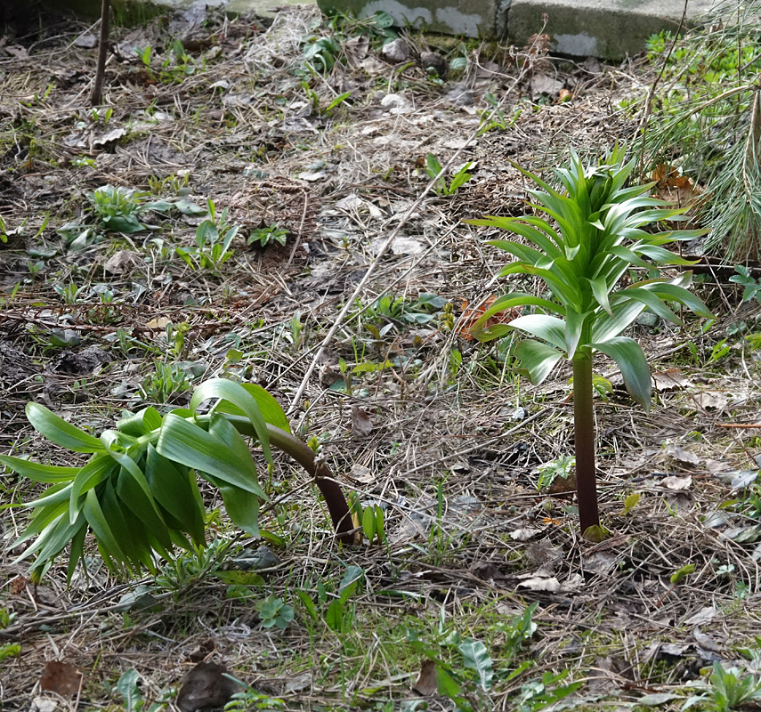 Изображение особи Fritillaria imperialis.