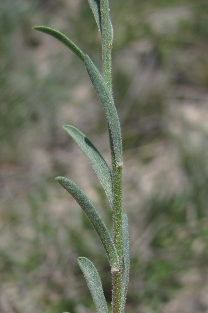 Image of Linum pallasianum specimen.