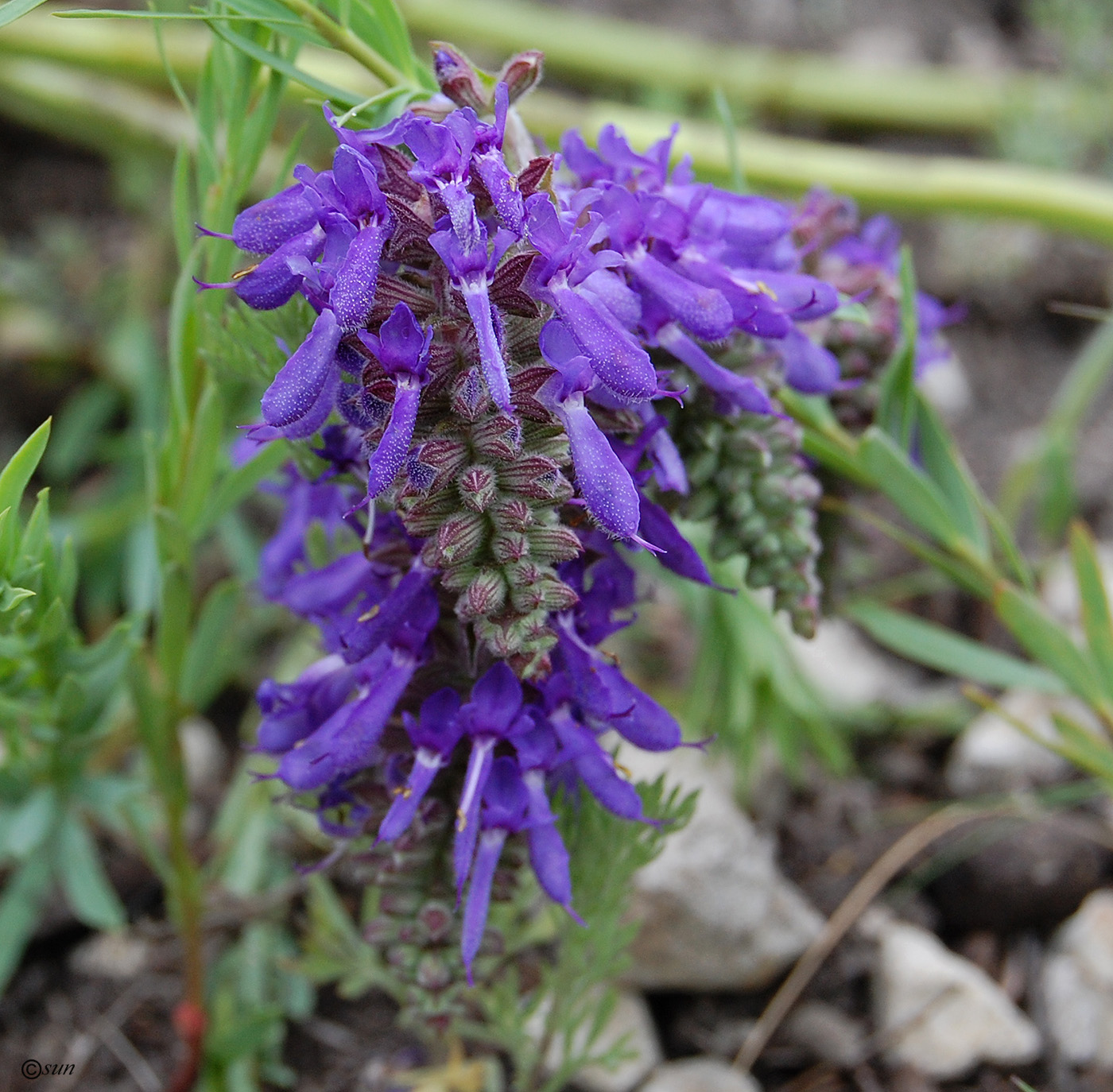 Image of Salvia nutans specimen.