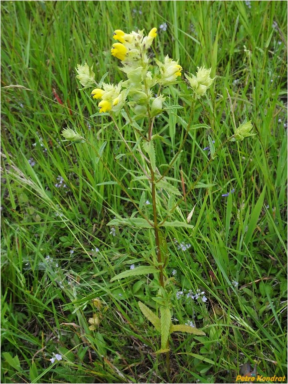 Image of genus Rhinanthus specimen.