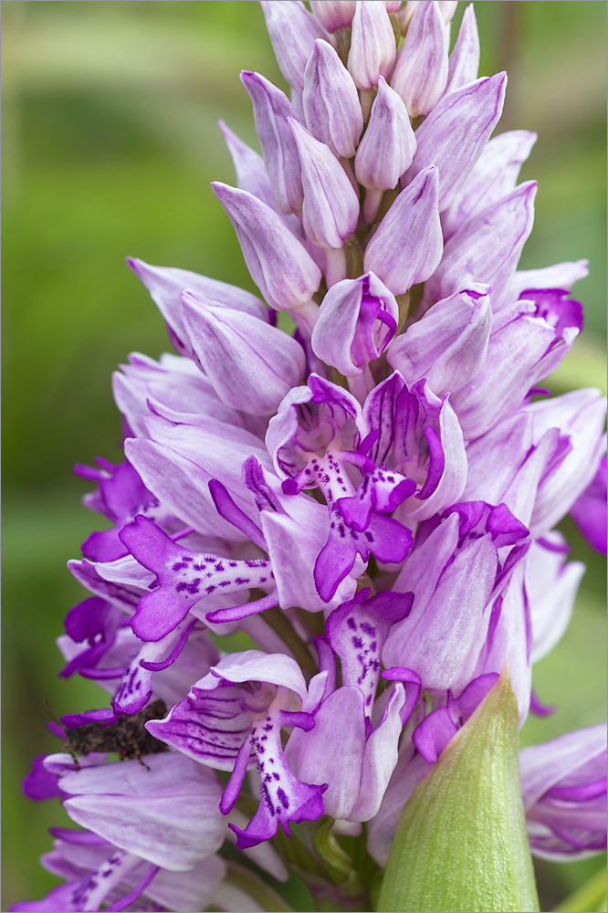 Image of Orchis militaris specimen.