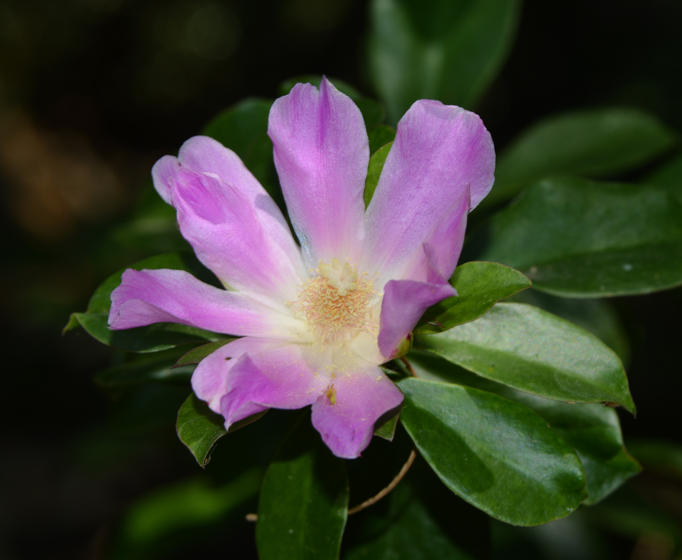 Image of genus Pereskia specimen.