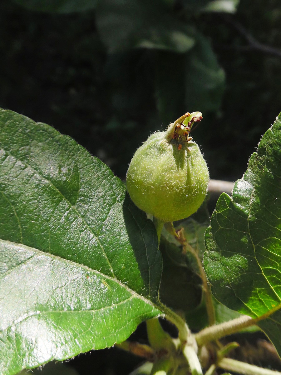 Image of Malus domestica specimen.