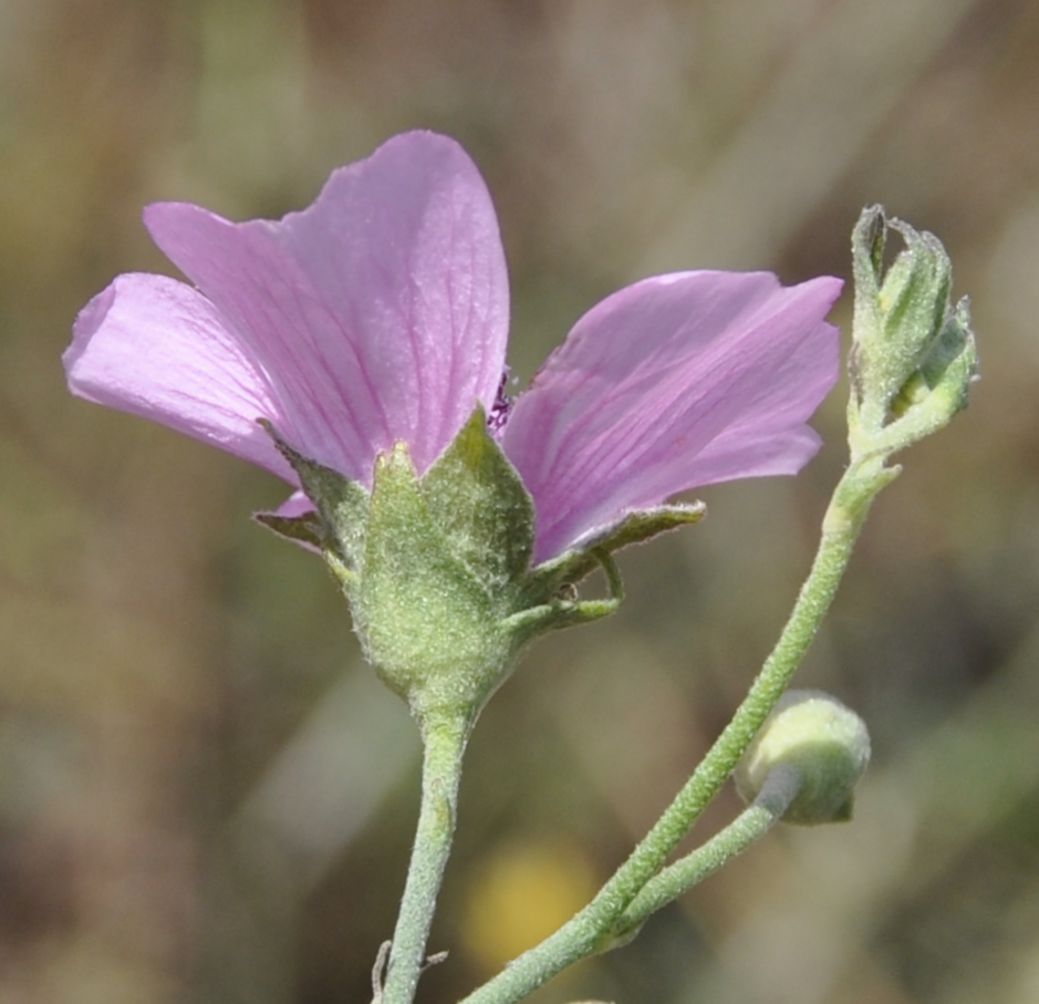 Изображение особи Althaea cannabina.