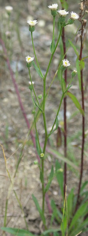 Изображение особи Erigeron acris.