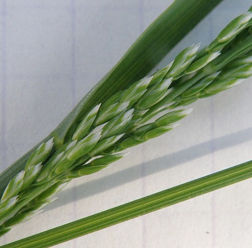 Image of genus Poa specimen.