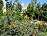 Banksia ashbyi. Верхушка цветущего растения. Израиль, Иудейские горы, г. Иерусалим, ботанический сад университета. 15.05.2017.