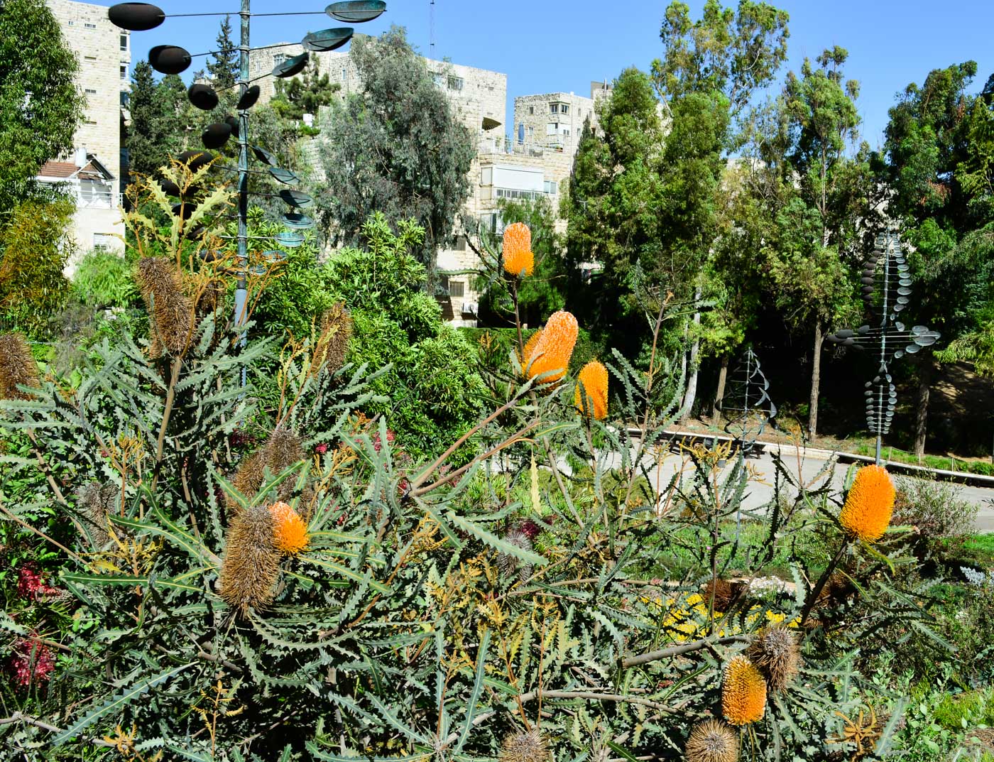 Изображение особи Banksia ashbyi.