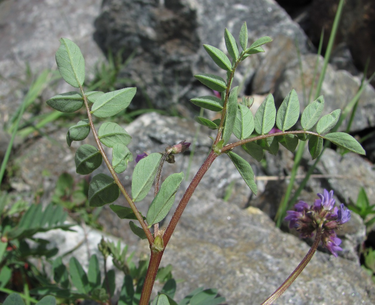 Image of Astragalus brachytropis specimen.