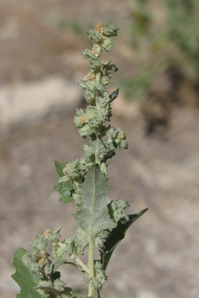 Image of Atriplex rosea specimen.