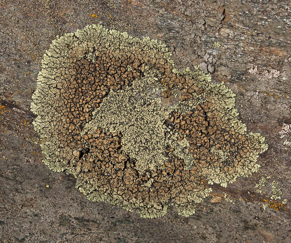 Image of Lecanora muralis specimen.