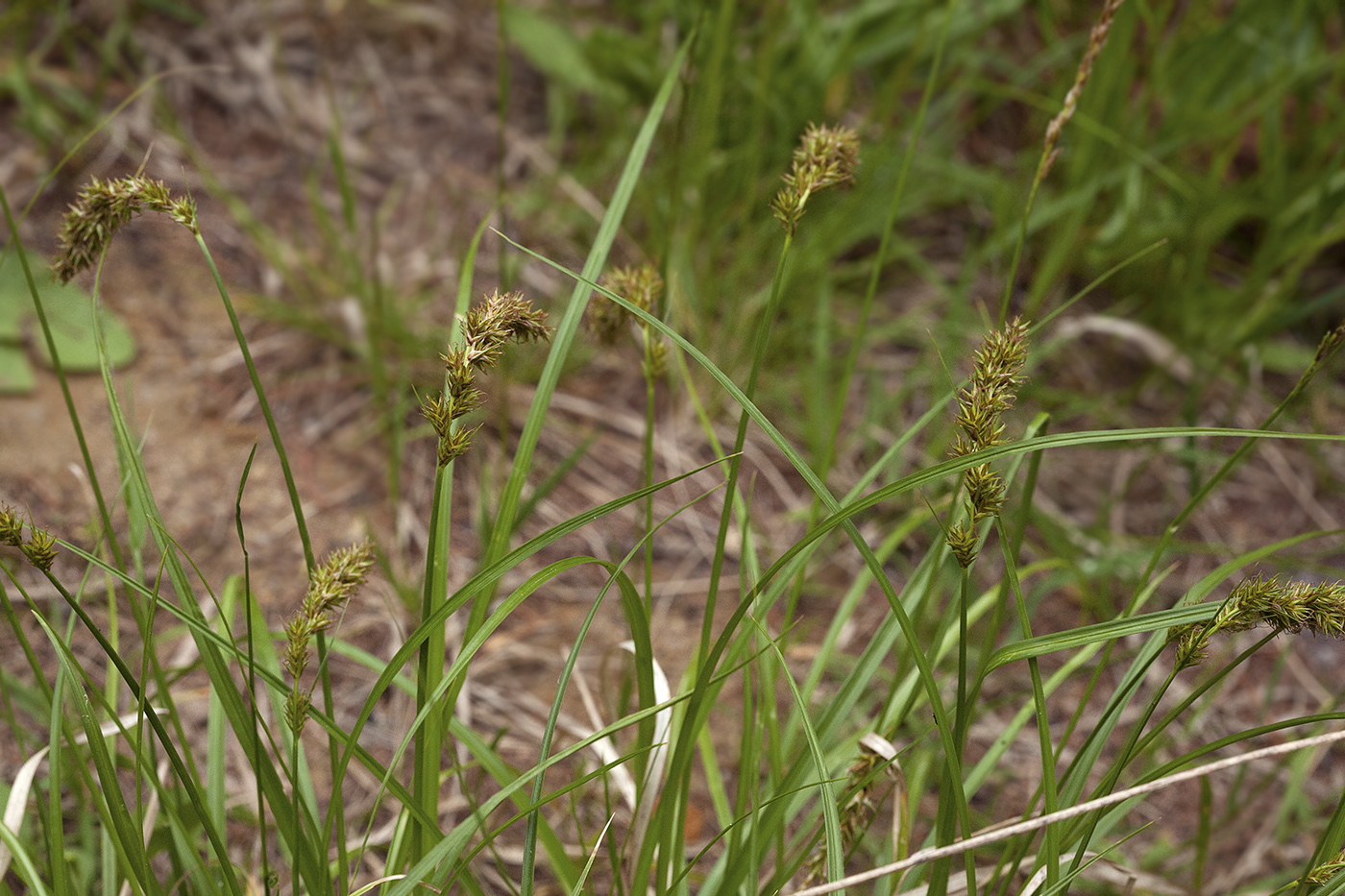 Изображение особи Carex laevissima.