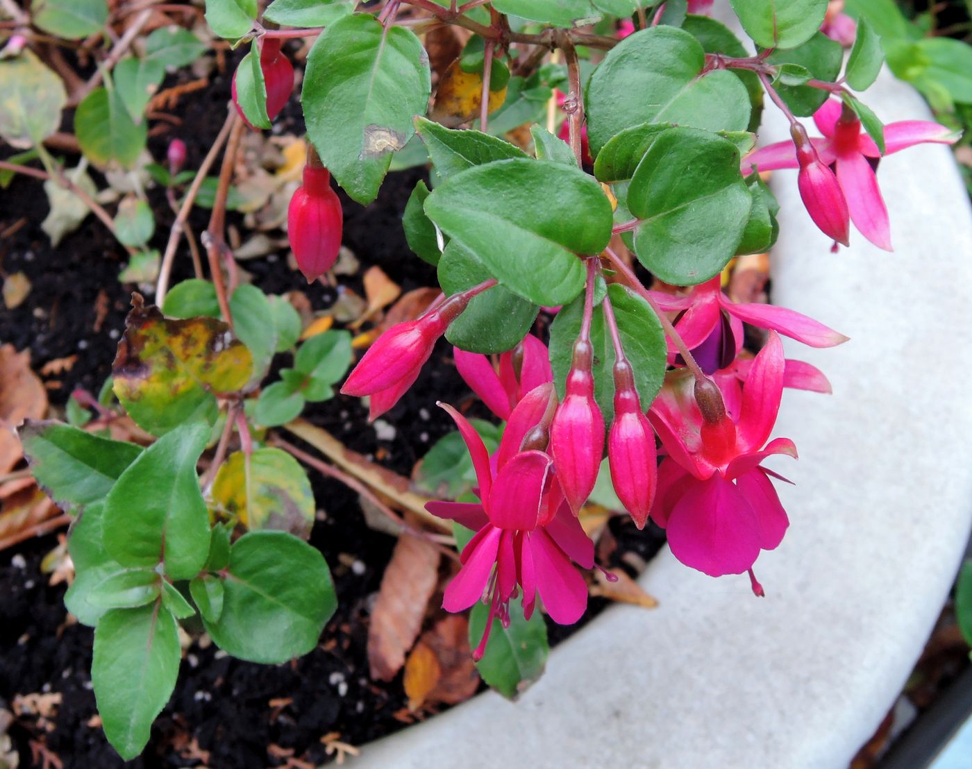 Image of Fuchsia hybrida specimen.