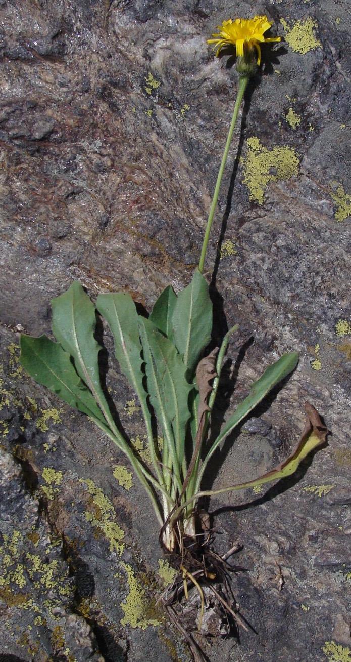 Image of Leontodon caucasicus specimen.