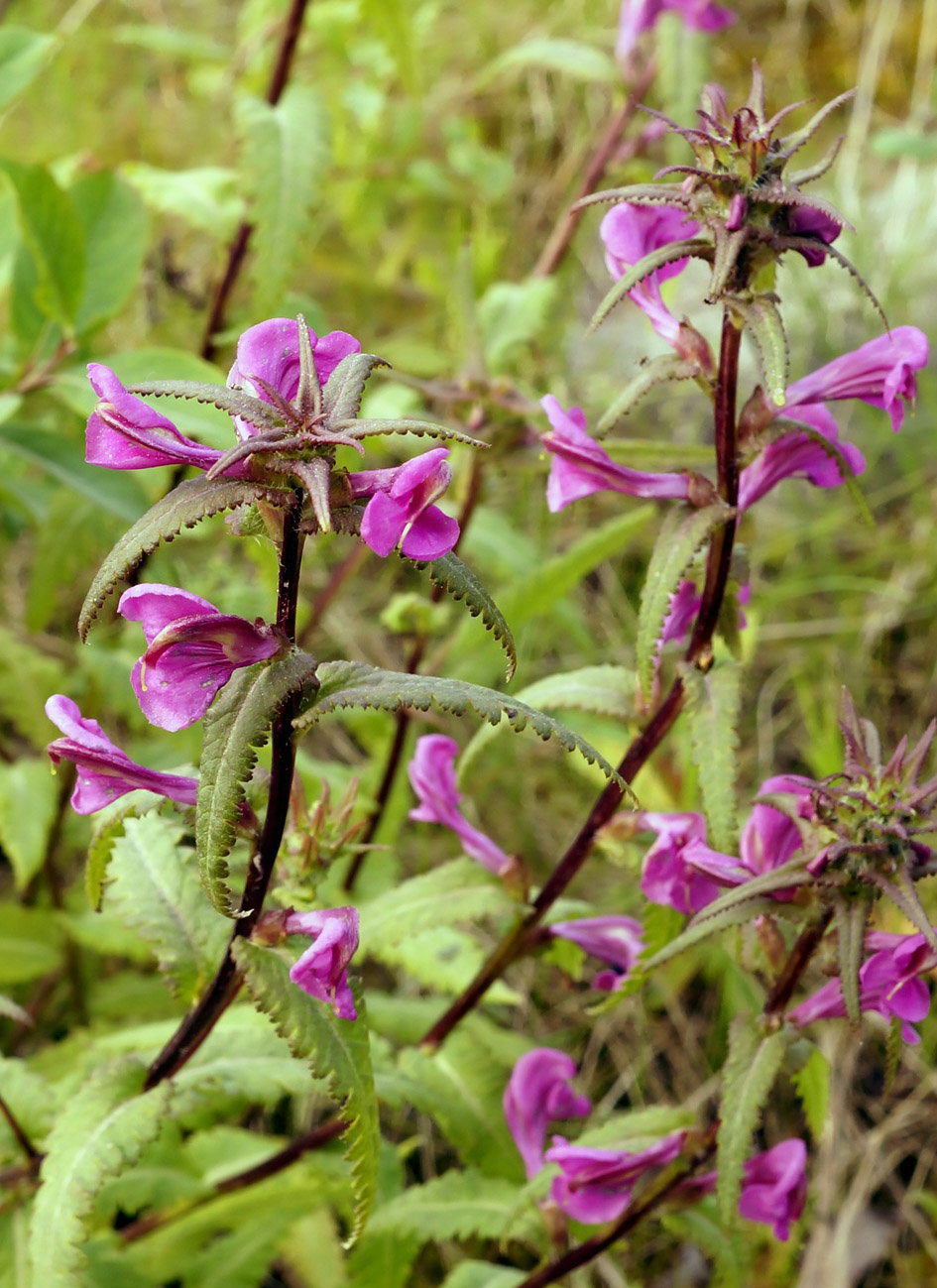 Image of Pedicularis resupinata specimen.