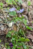 Anemone caucasica. Цветущее растение (на переднем плане цветущая Viola odorata). Грузия, Край Рача-Лечхуми и Нижняя Сванетия, Онский муниципалитет, окр. пос. Шови, дол. р. Чанчахи (приток р. Риони), выс. 1530 м н.у.м., опушка смешанного леса. 07.05.2017.