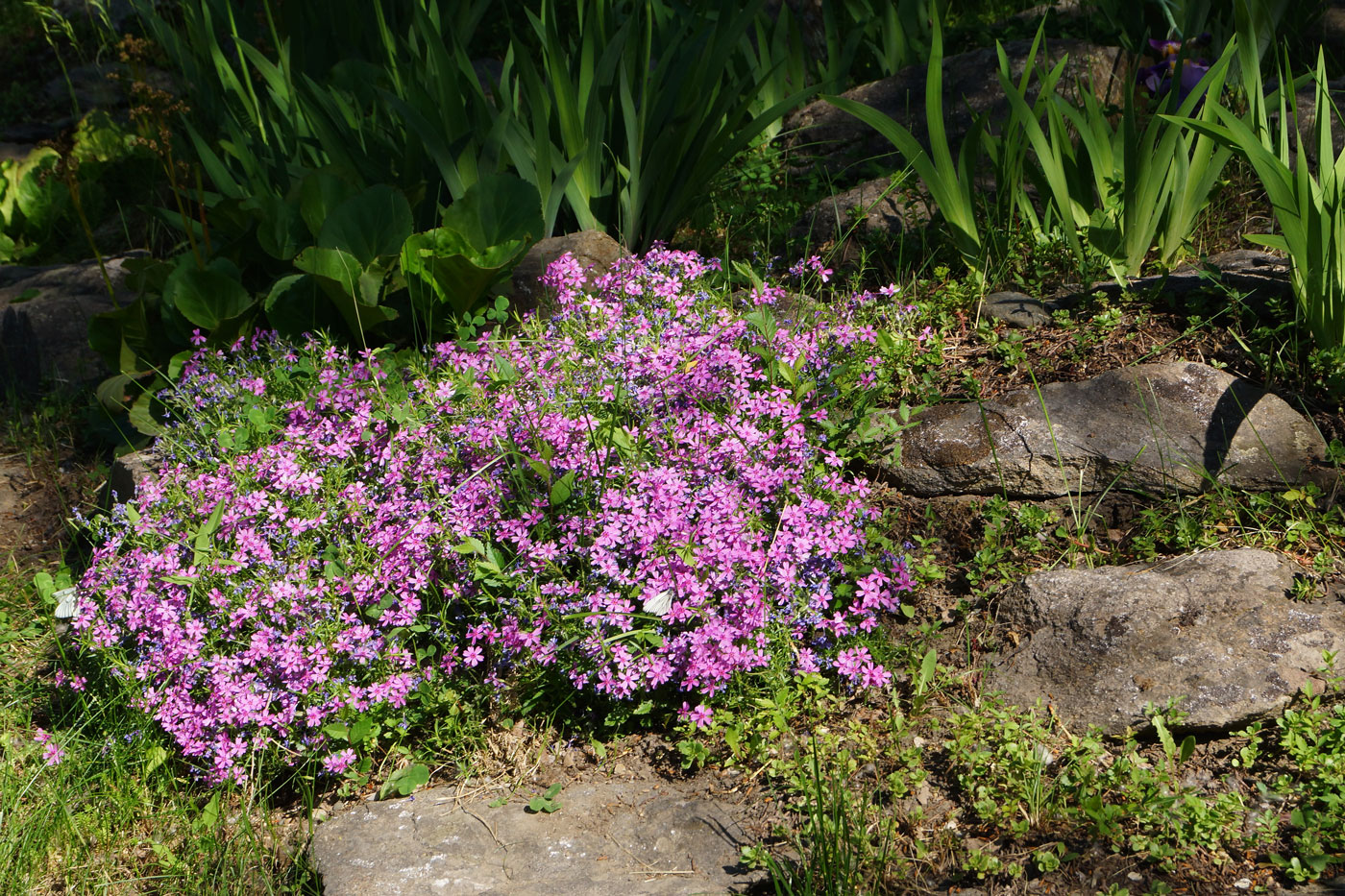 Image of Phlox subulata specimen.