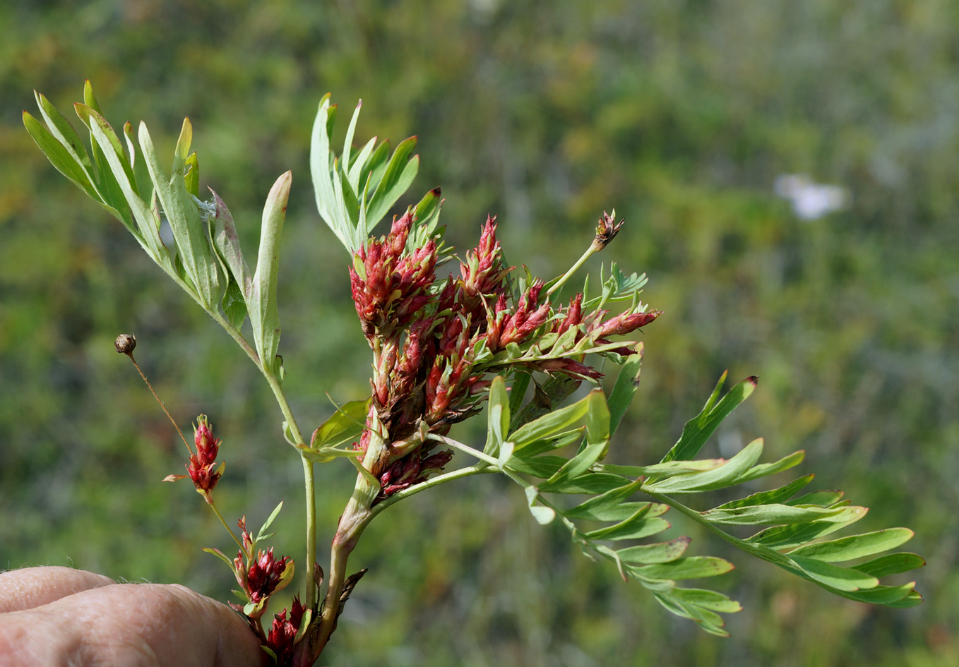 Image of Potentilla semiglabra specimen.