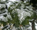 род Abies