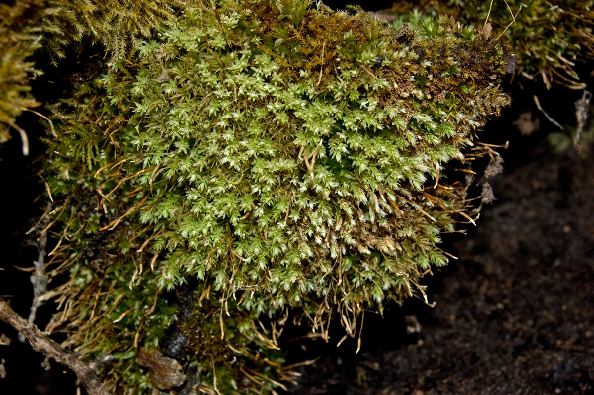 Image of division Bryophyta specimen.