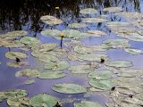 Nuphar lutea