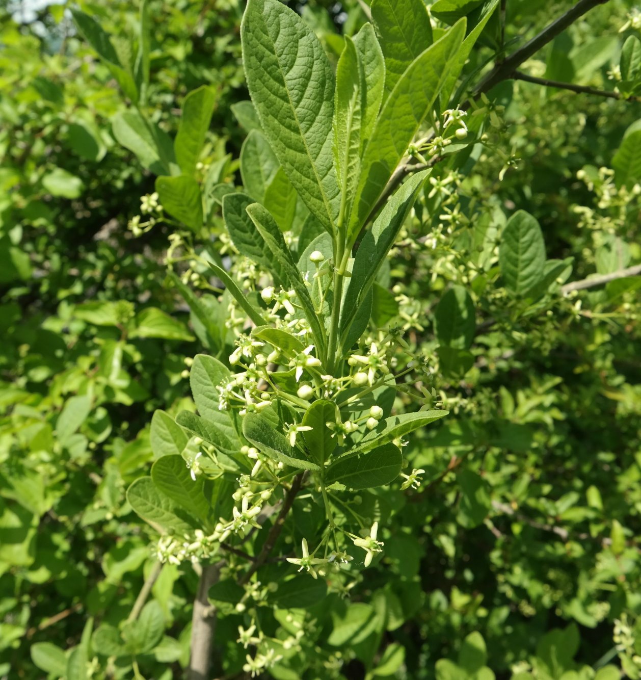 Image of Euonymus czernjaevii specimen.