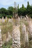 View full-size image Eremurus olgae