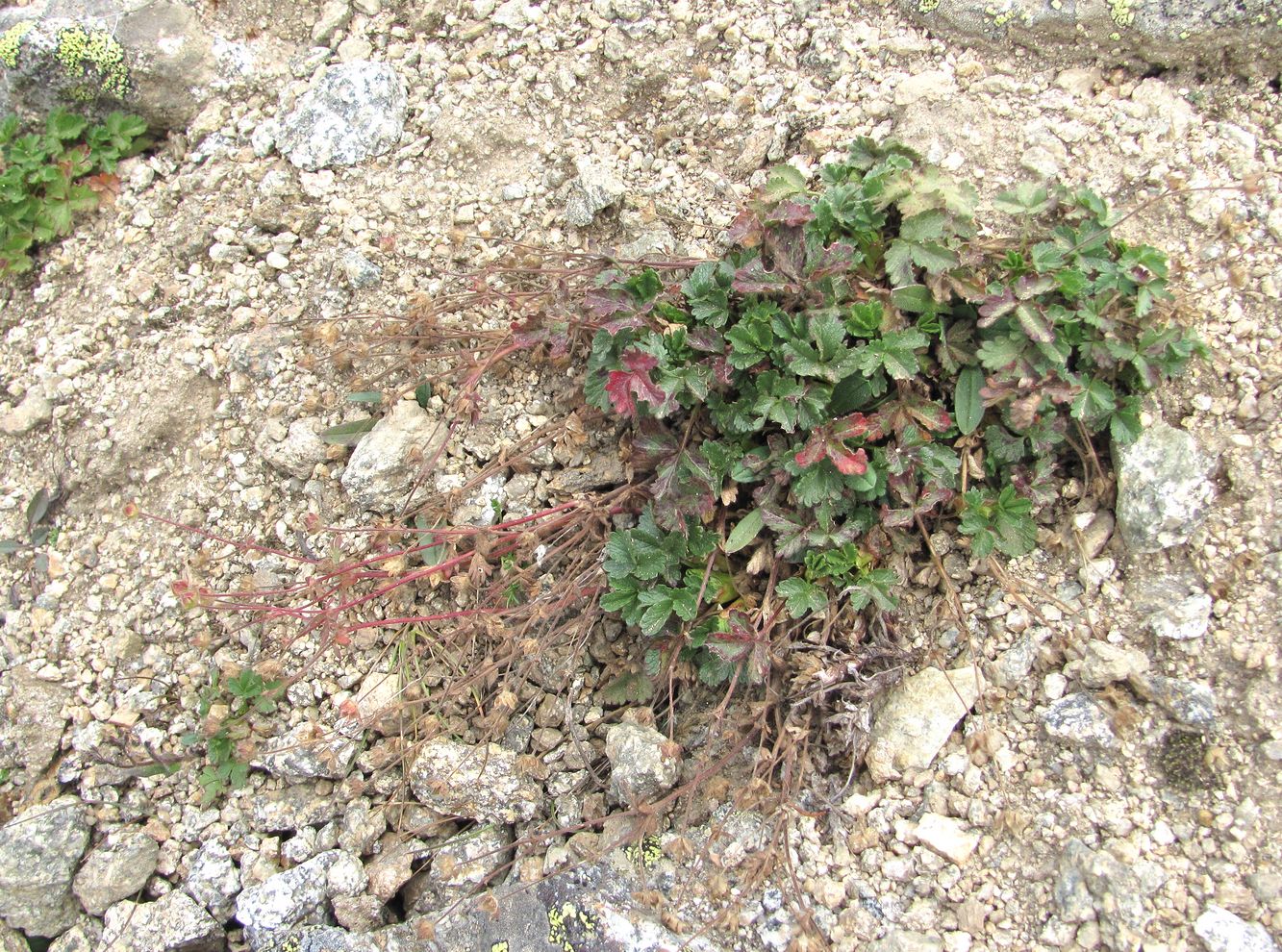 Изображение особи Potentilla gelida.