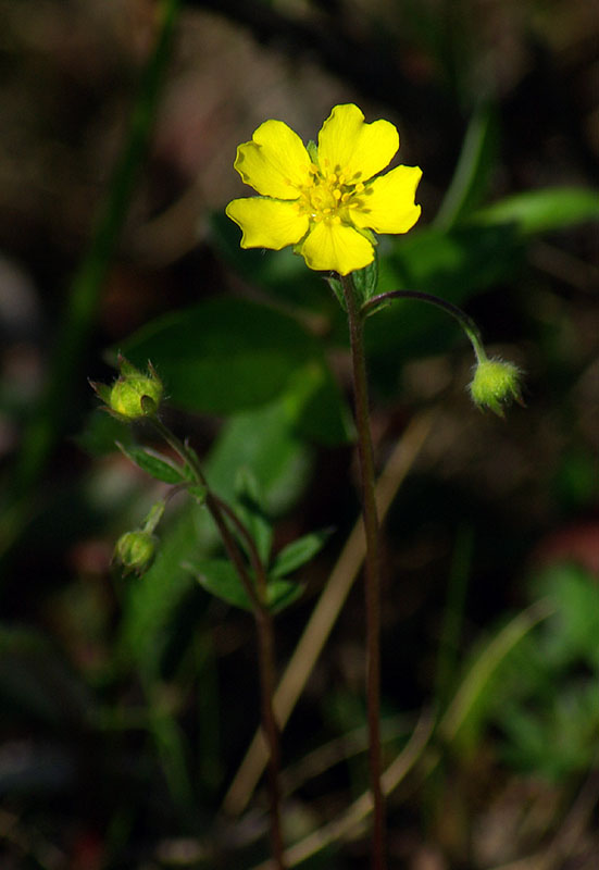 Изображение особи Potentilla stipularis.