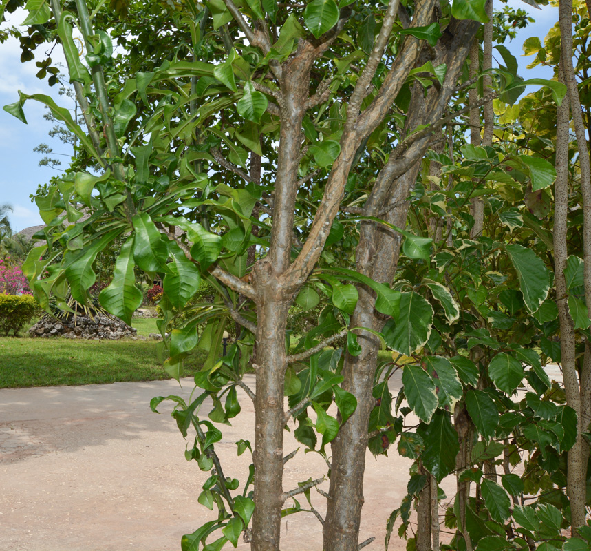 Image of Plumeria pudica specimen.