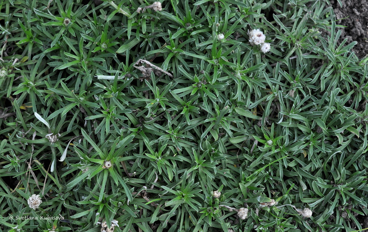 Image of Antennaria dioica specimen.