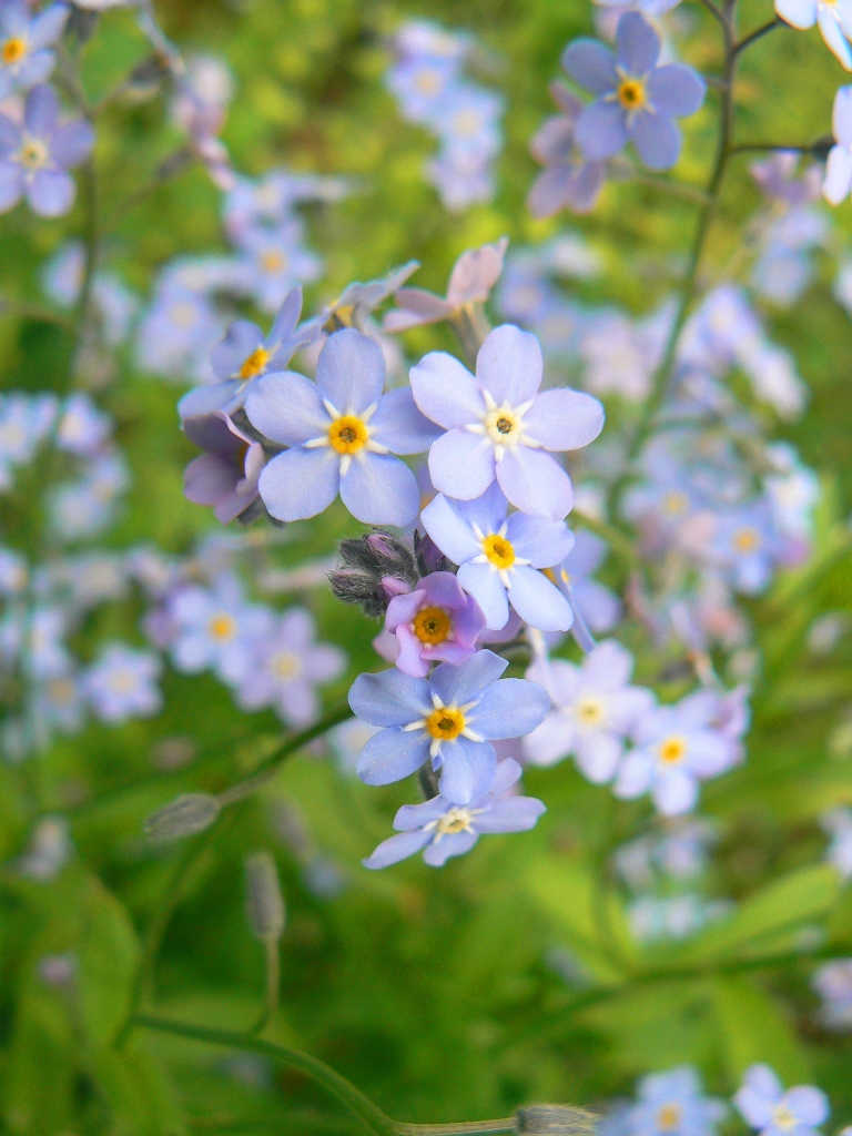 Image of Myosotis sylvatica specimen.