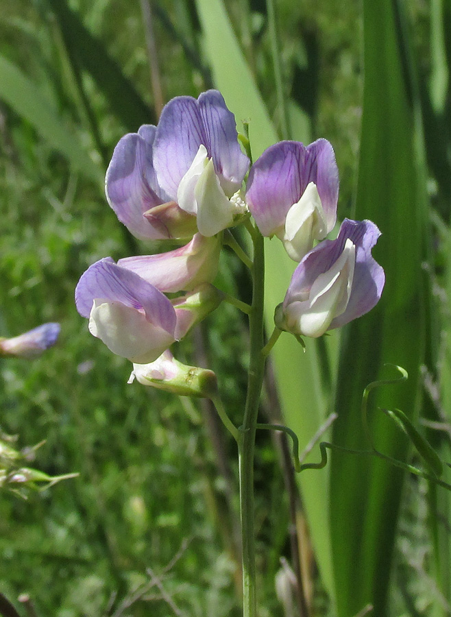 Image of Lathyrus incurvus specimen.