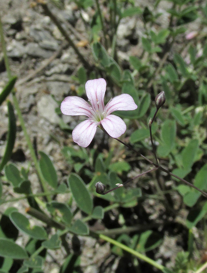 Изображение особи Gypsophila patrinii.