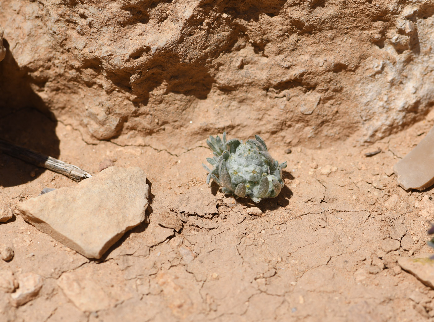 Image of Cymbolaena griffithii specimen.